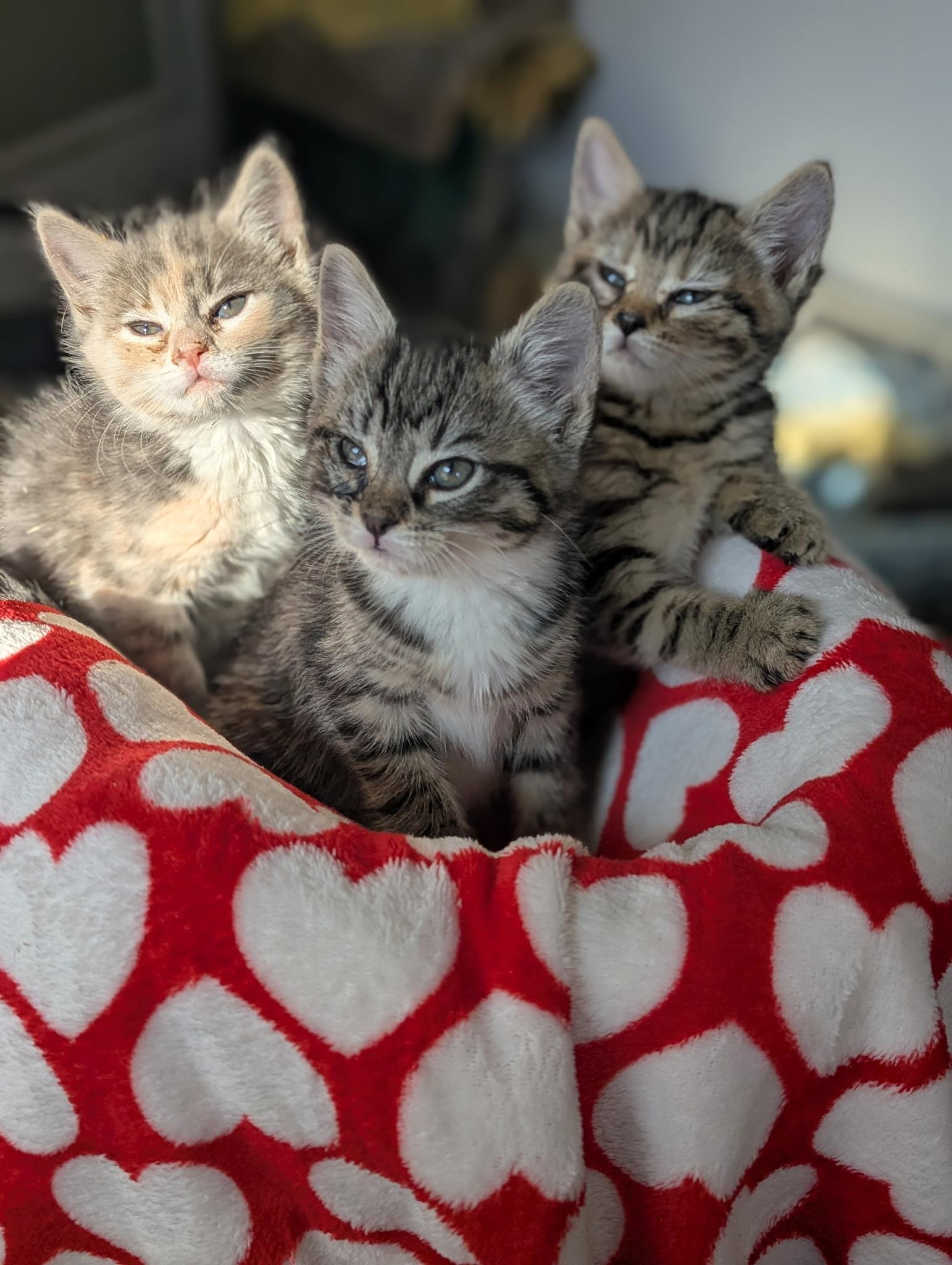 Enlarge Margaret, an adopted Domestic Short Hair in Morristown, NJ image 4/5