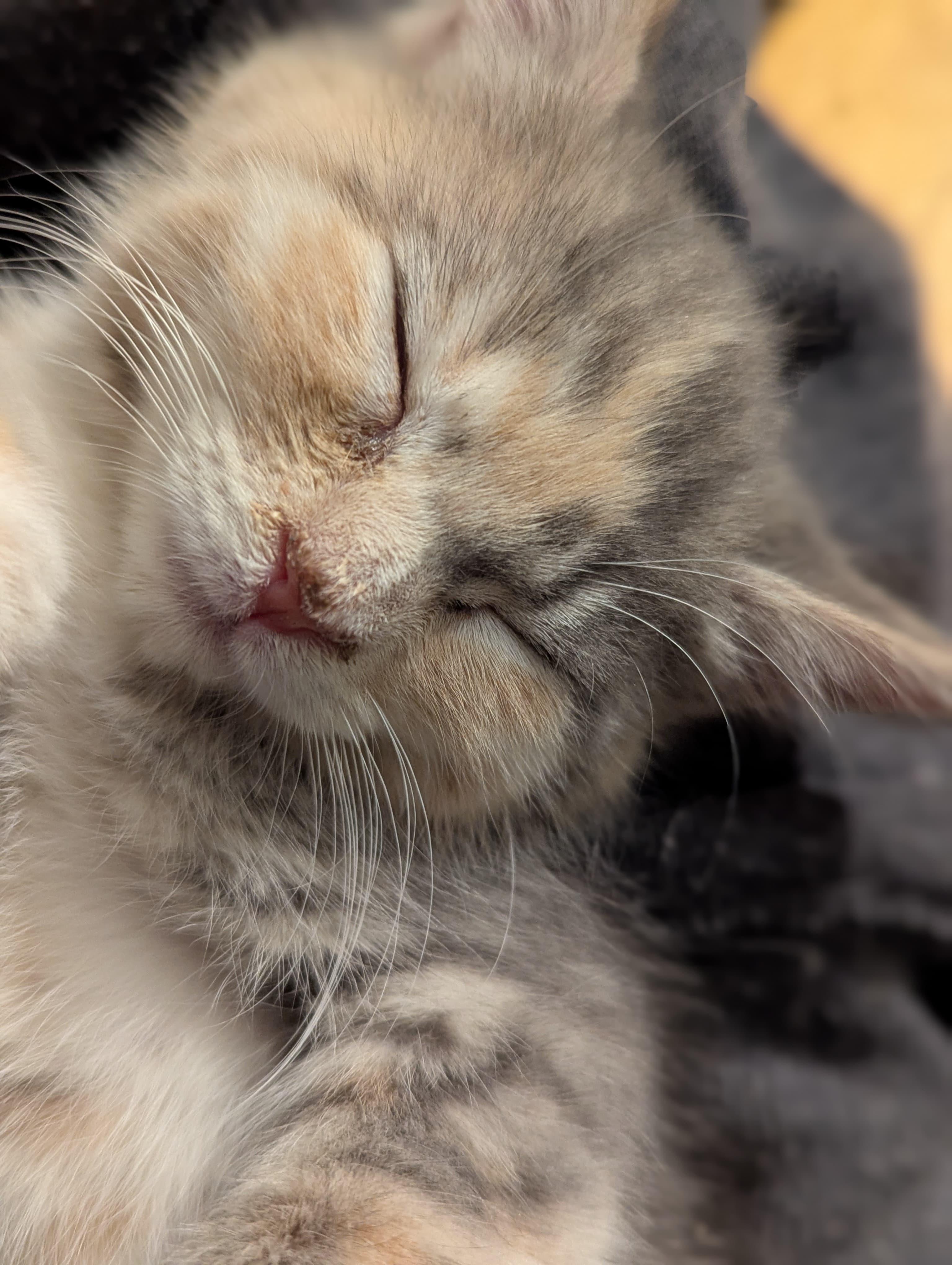 Enlarge Margaret, an adopted Domestic Short Hair in Morristown, NJ image 2/5