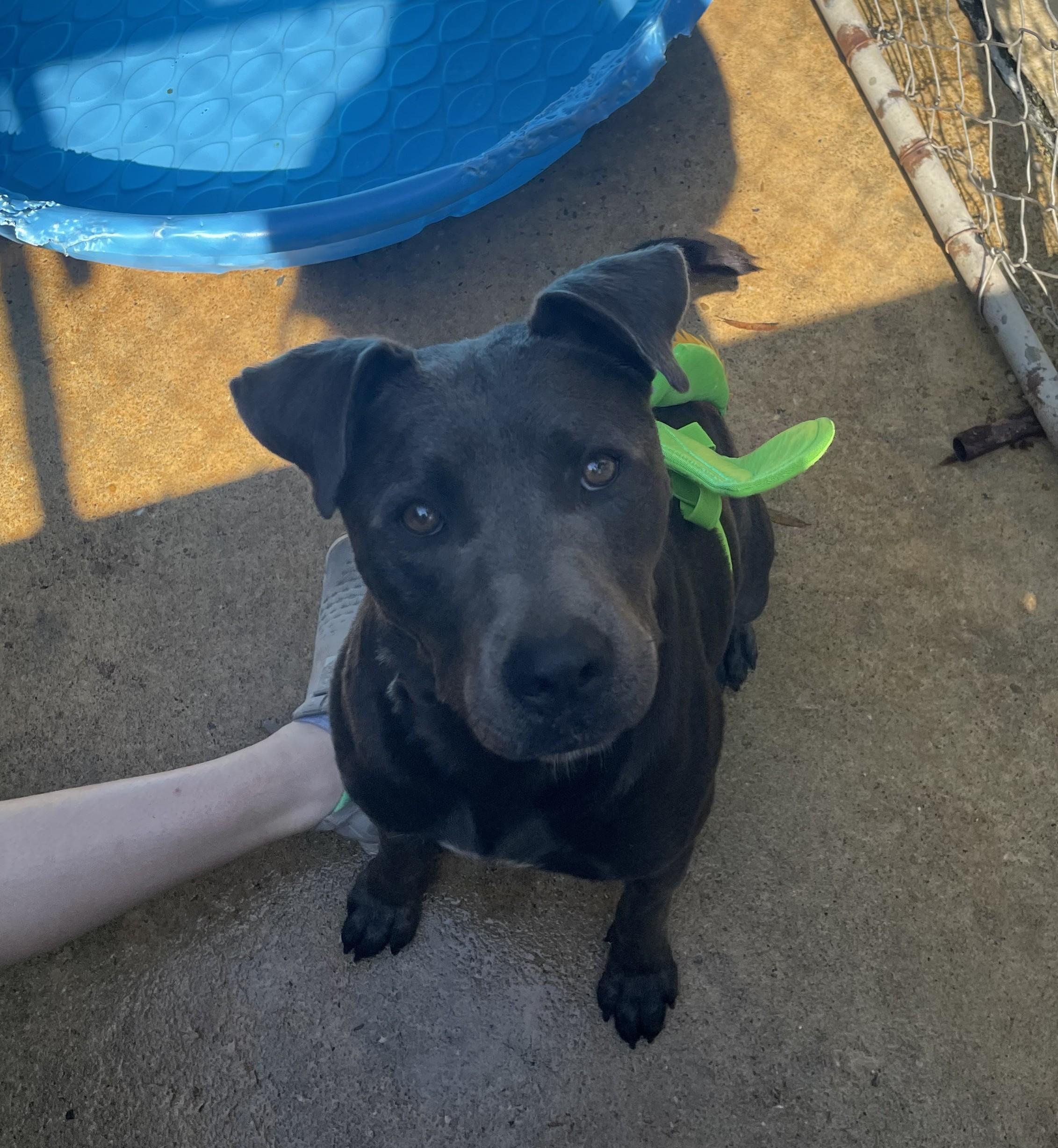 Buddy, an adoptable Terrier in Ruston, LA, 71270 | Photo Image 1