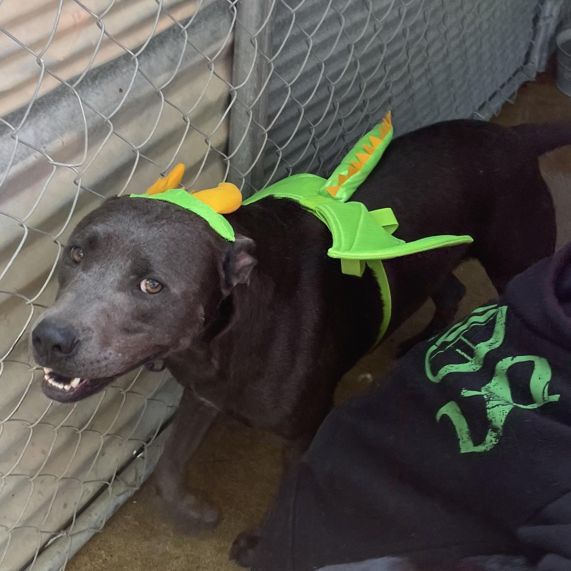 Buddy, an adoptable Terrier in Ruston, LA, 71270 | Photo Image 4