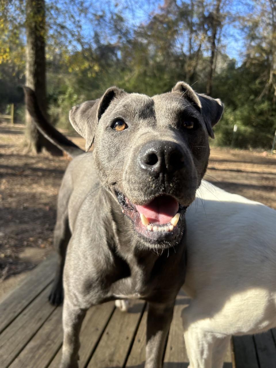 Enlarge Buddy, a Adoptable Terrier in Ruston, LA image 2/6