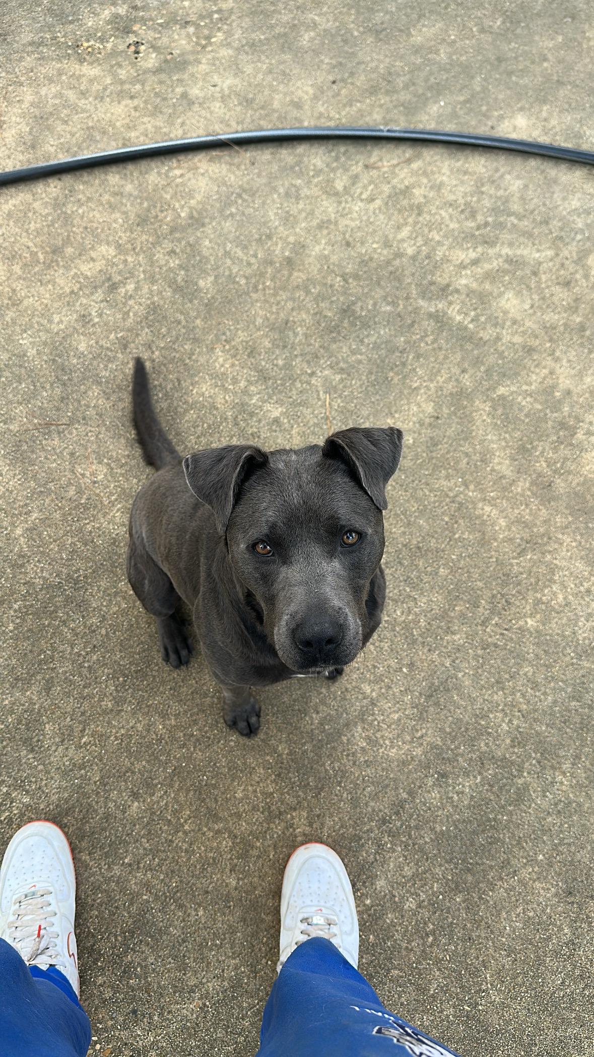 Enlarge Buddy, a Adoptable Terrier in Ruston, LA image 3/6