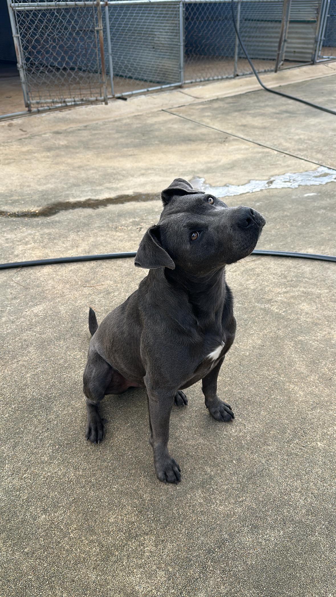 Enlarge Buddy, a Adoptable Terrier in Ruston, LA image 4/6