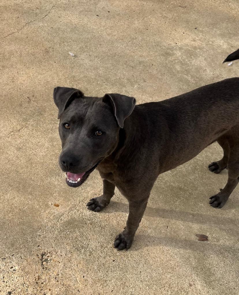 Buddy, Adoptable, Young Male Terrier.