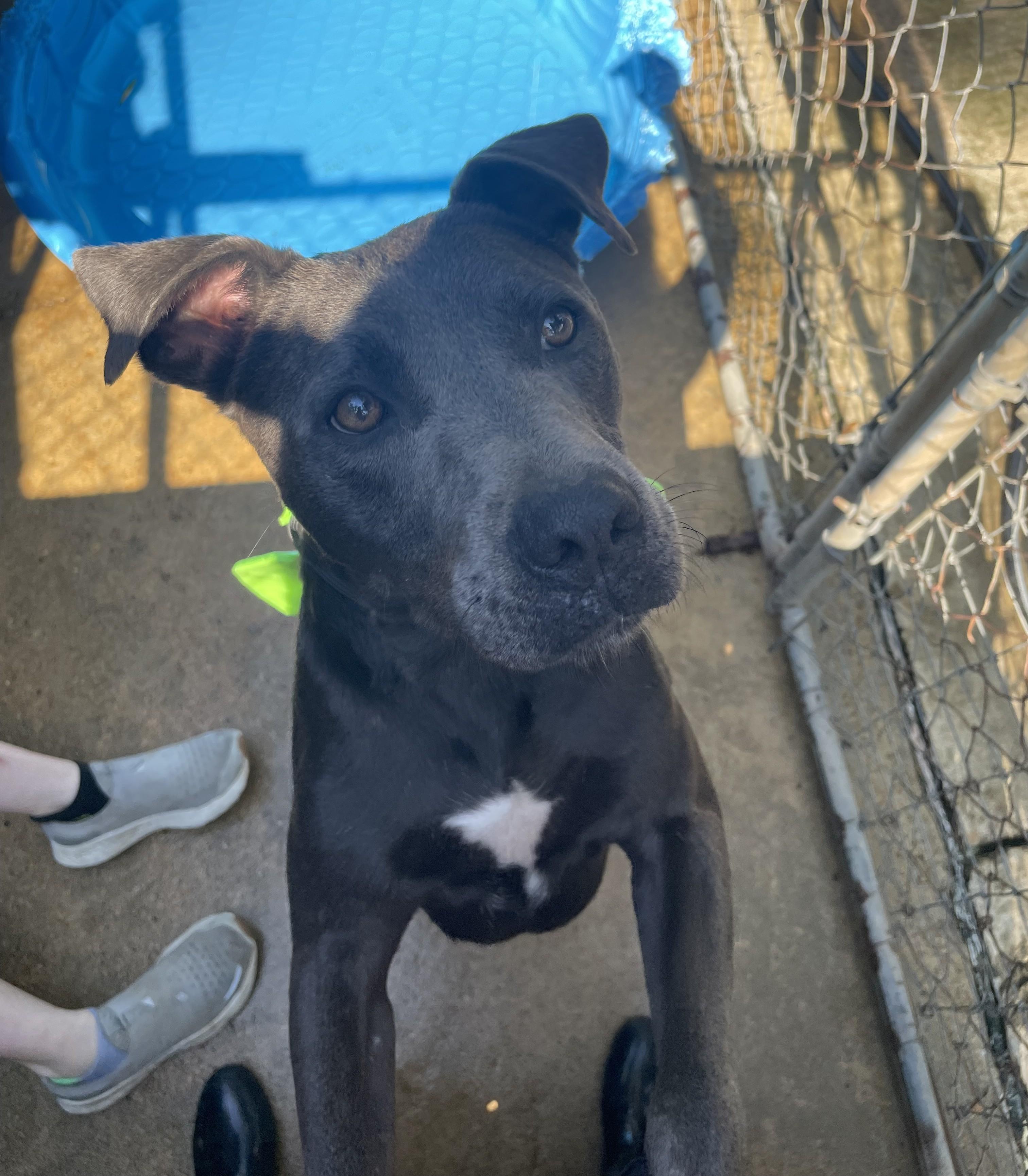 Buddy, an adoptable Terrier in Ruston, LA, 71270 | Photo Image 3
