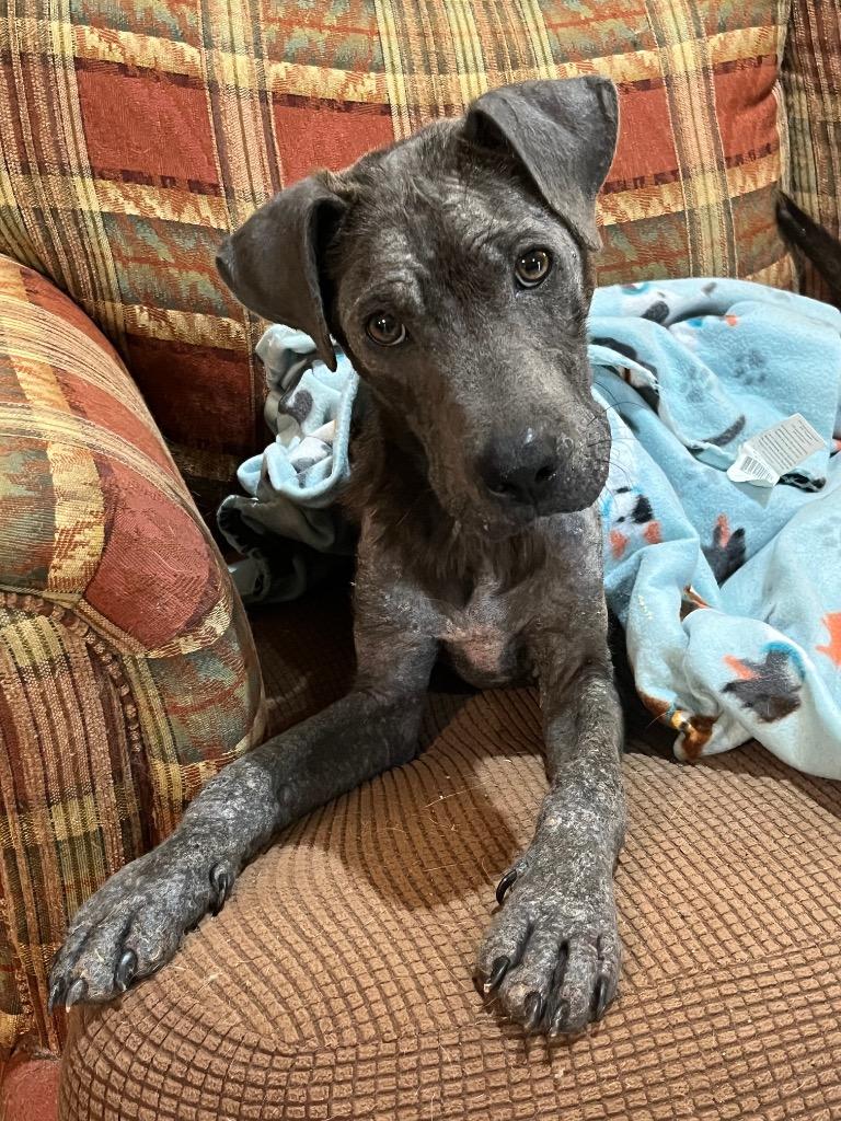 Enlarge Buddy, a Adoptable Terrier in Ruston, LA image 2/2