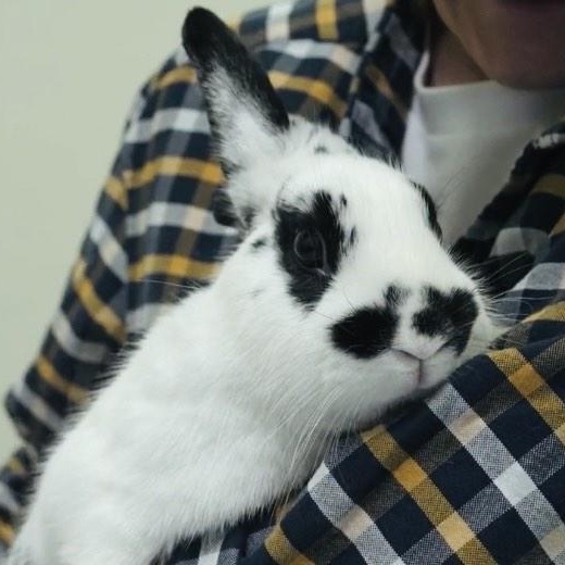 Enlarge Dottie, a Adopted mixed breed in Libertyville, IL image 2/5