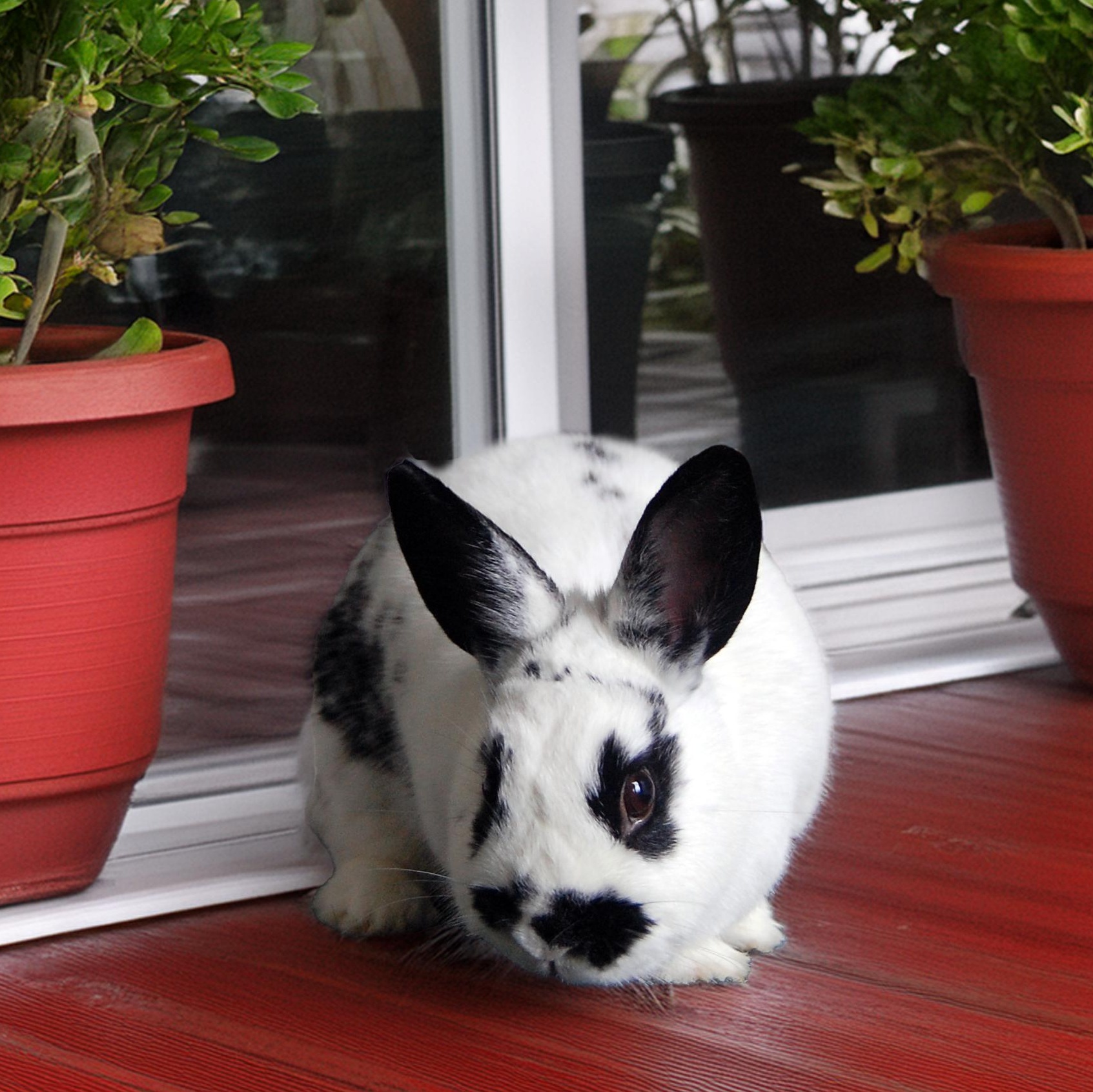 Dottie, Adopted, Adult Female Rex.