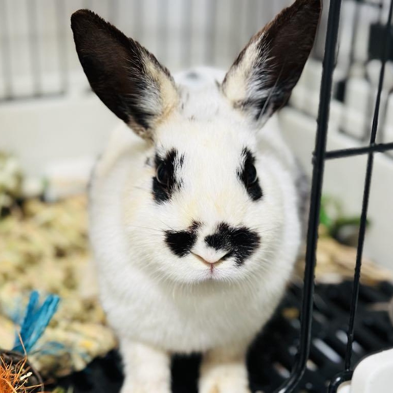 Enlarge Dottie, a Adopted mixed breed in Libertyville, IL image 4/5