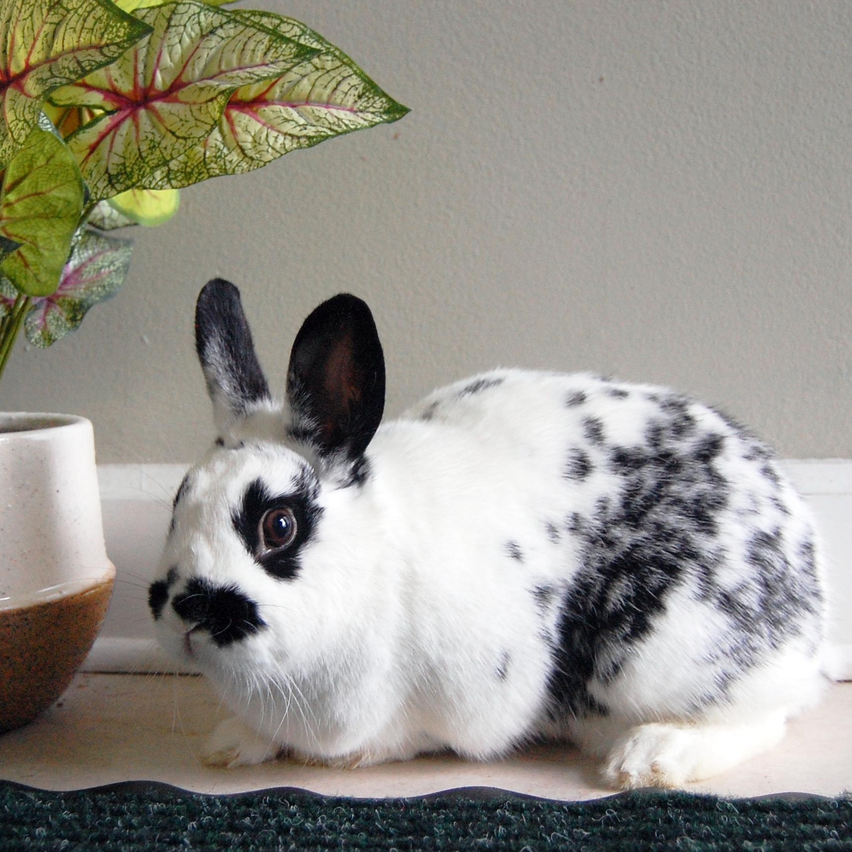 Enlarge Dottie, a Adopted mixed breed in Libertyville, IL image 3/5