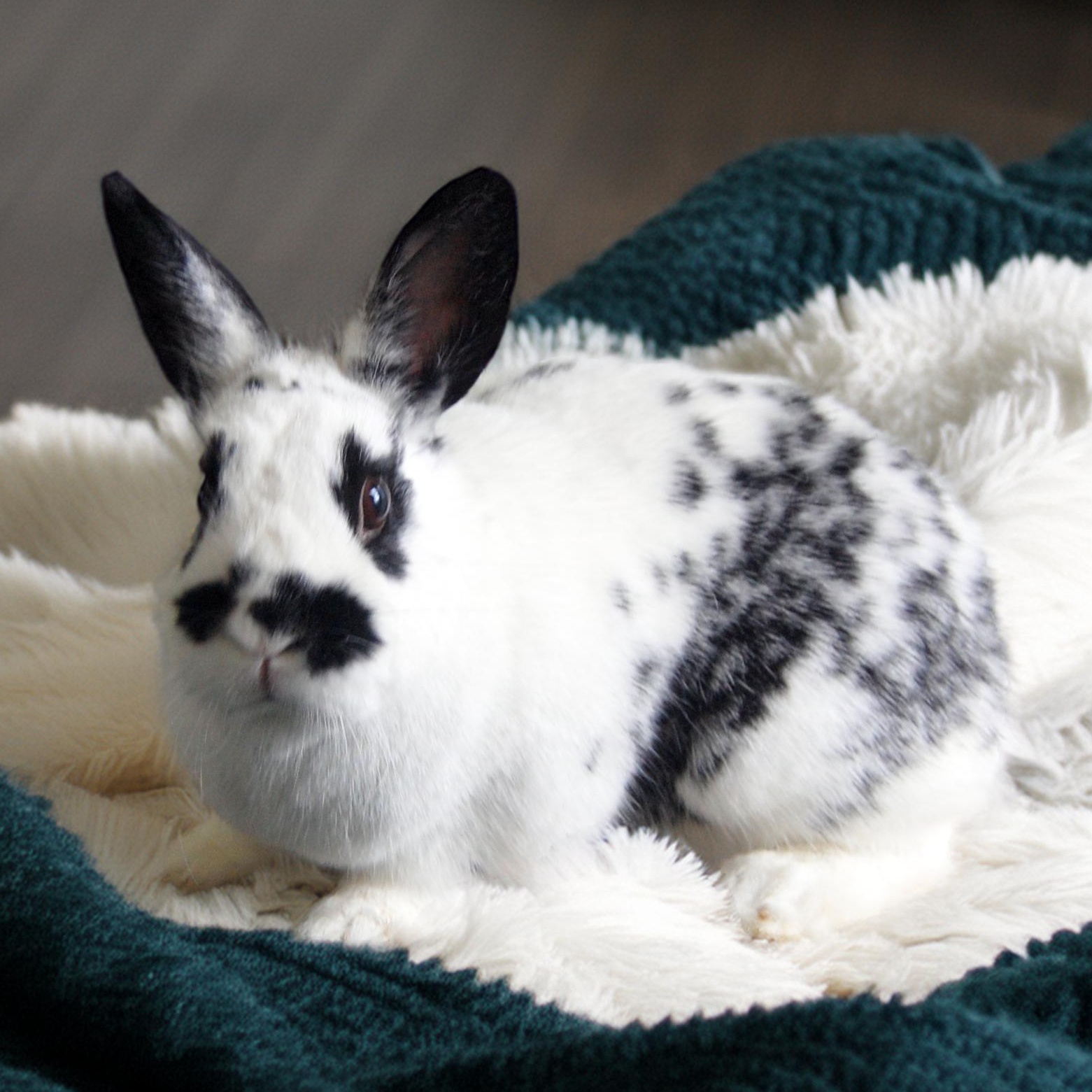 Enlarge Dottie, a Adopted mixed breed in Libertyville, IL image 5/5