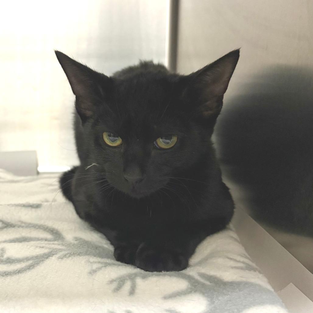 Eclair, Adoptable, Young Female Domestic Short Hair.
