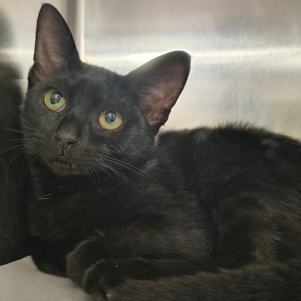 Enlarge Eclair, a Adoptable Domestic Short Hair in East Hampton, NY image 2/2