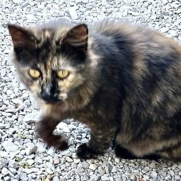 Speckles
