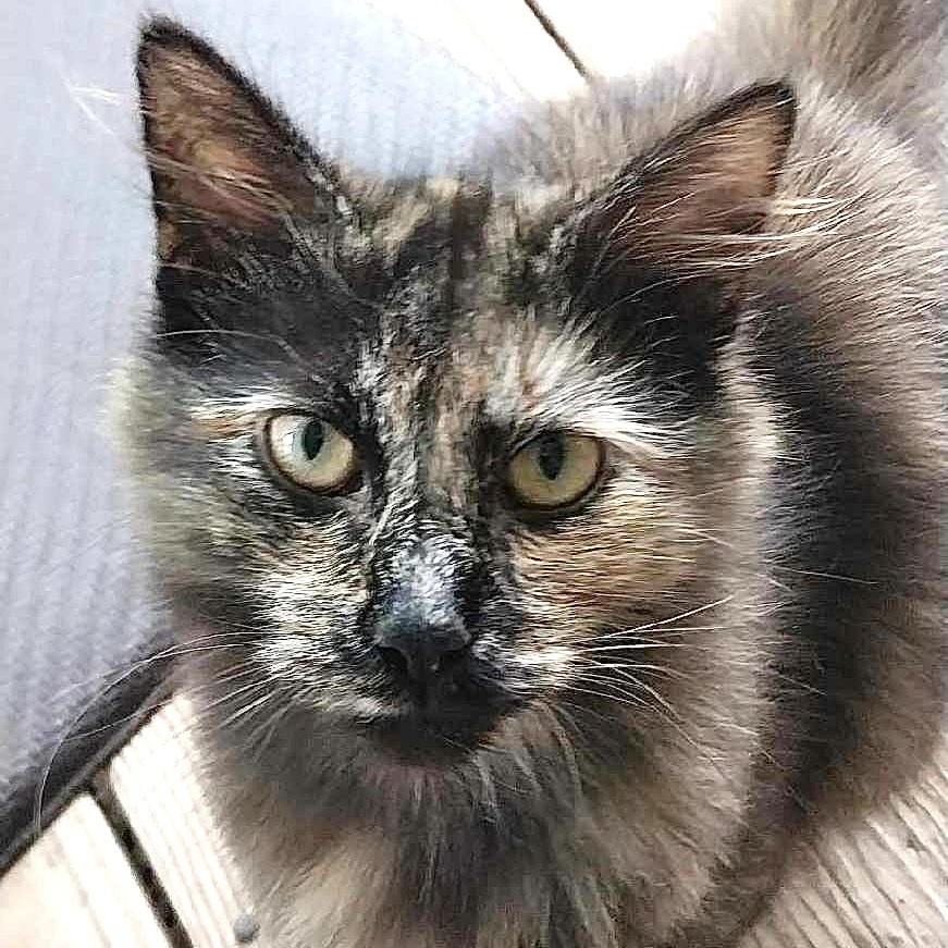 Speckles