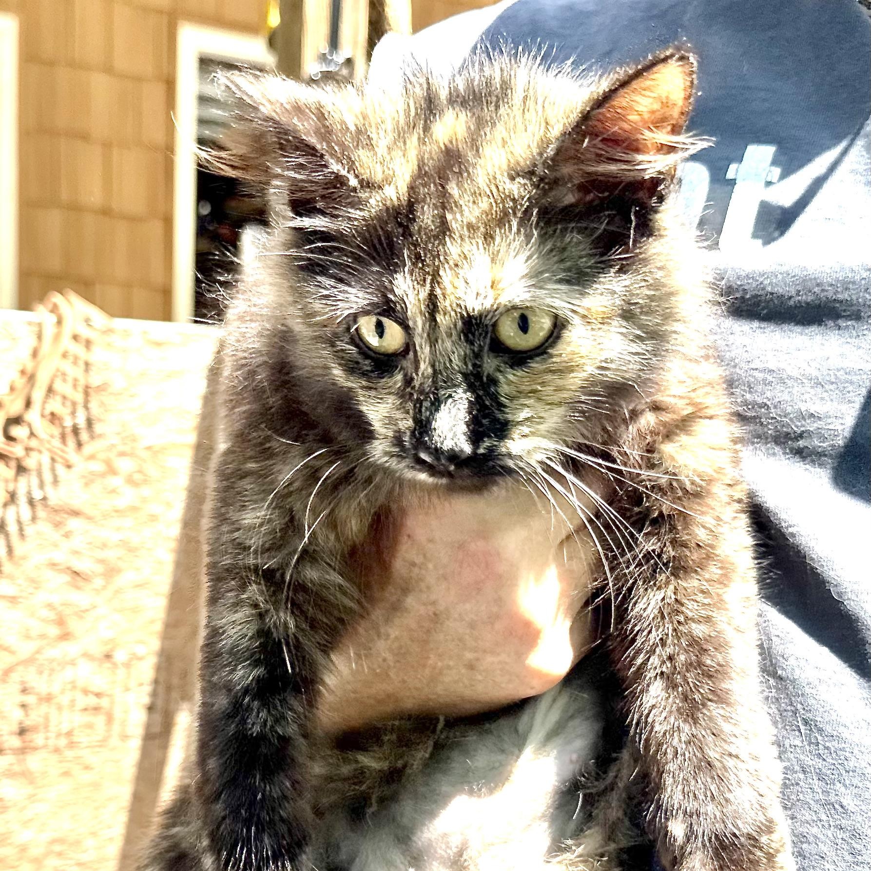 Speckles