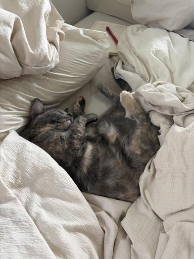 Splotch — thumbnail 2