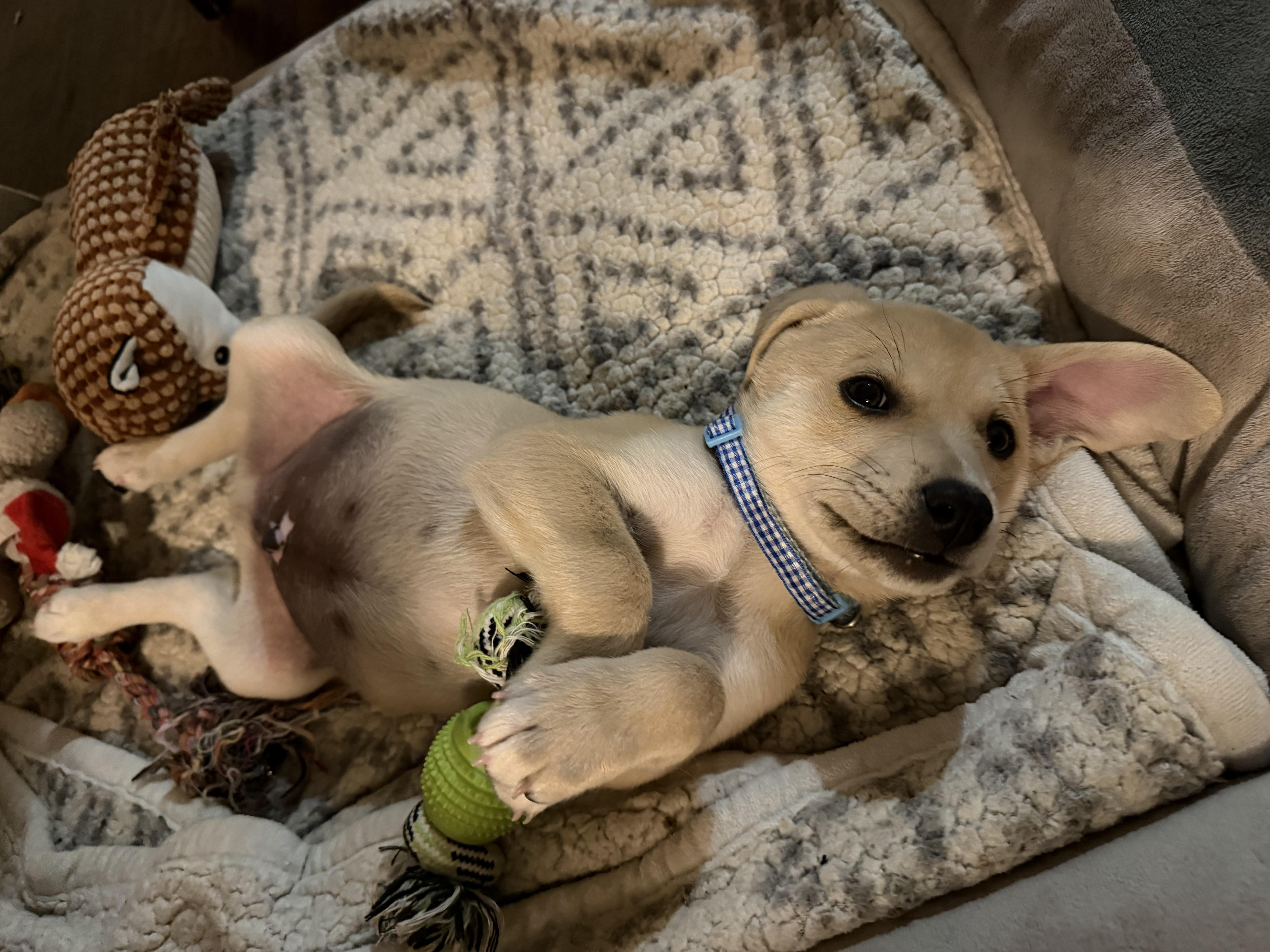 Enlarge Benny, an adopted mixed breed in Austin , TX image 4/6