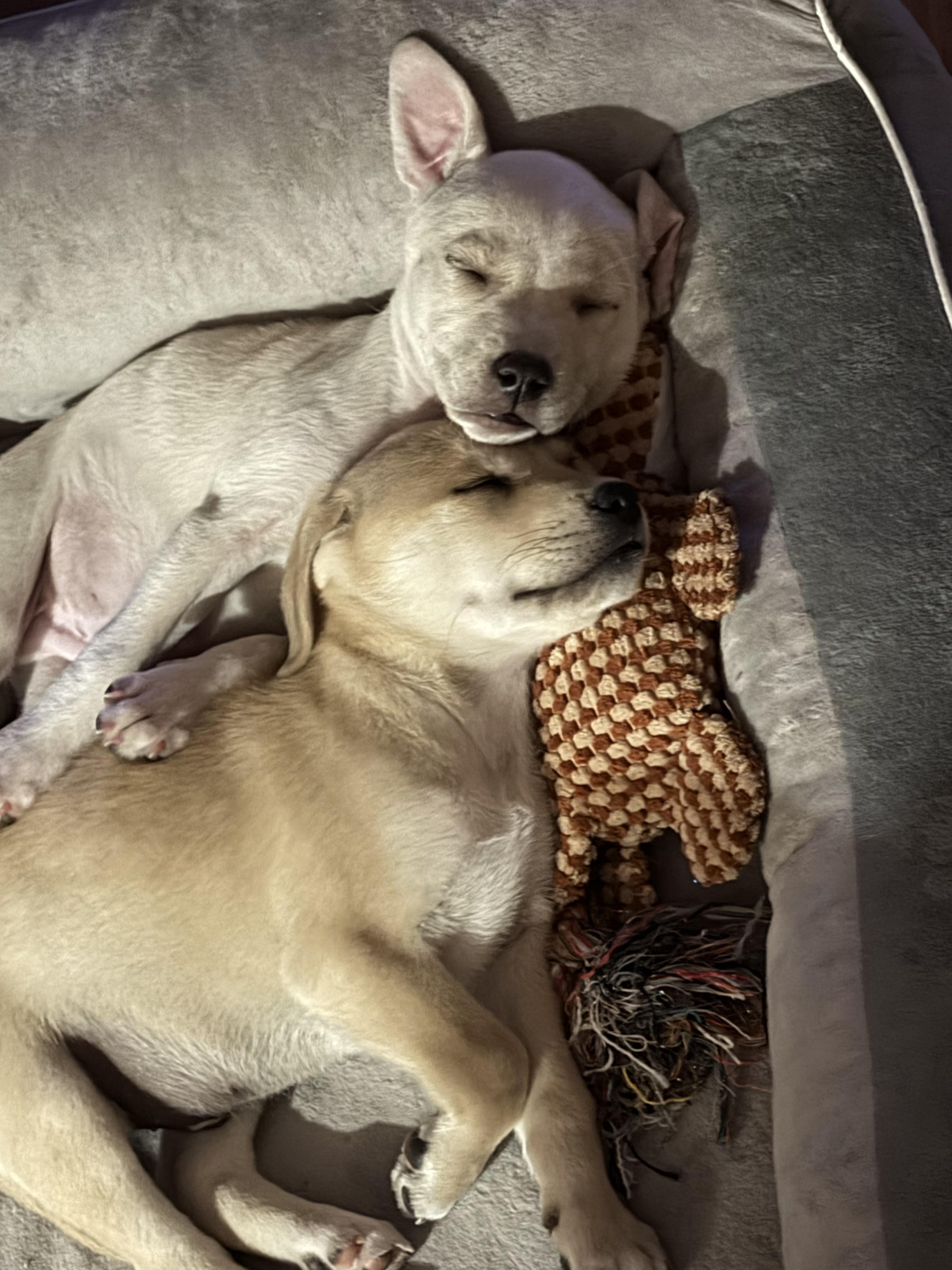 Enlarge Benny, an adopted mixed breed in Austin , TX image 3/6