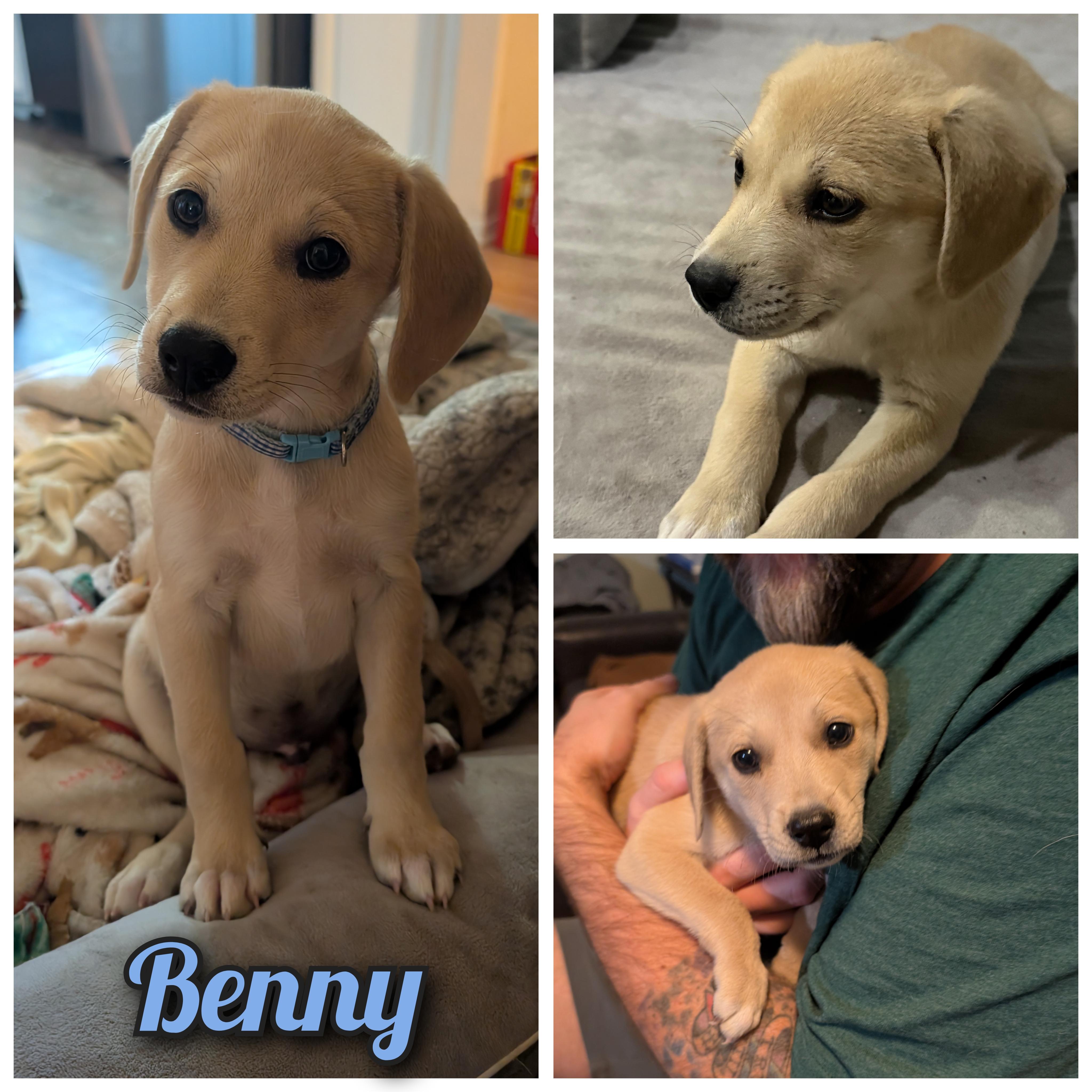 Enlarge Benny, an adopted mixed breed in Austin , TX image 1/6
