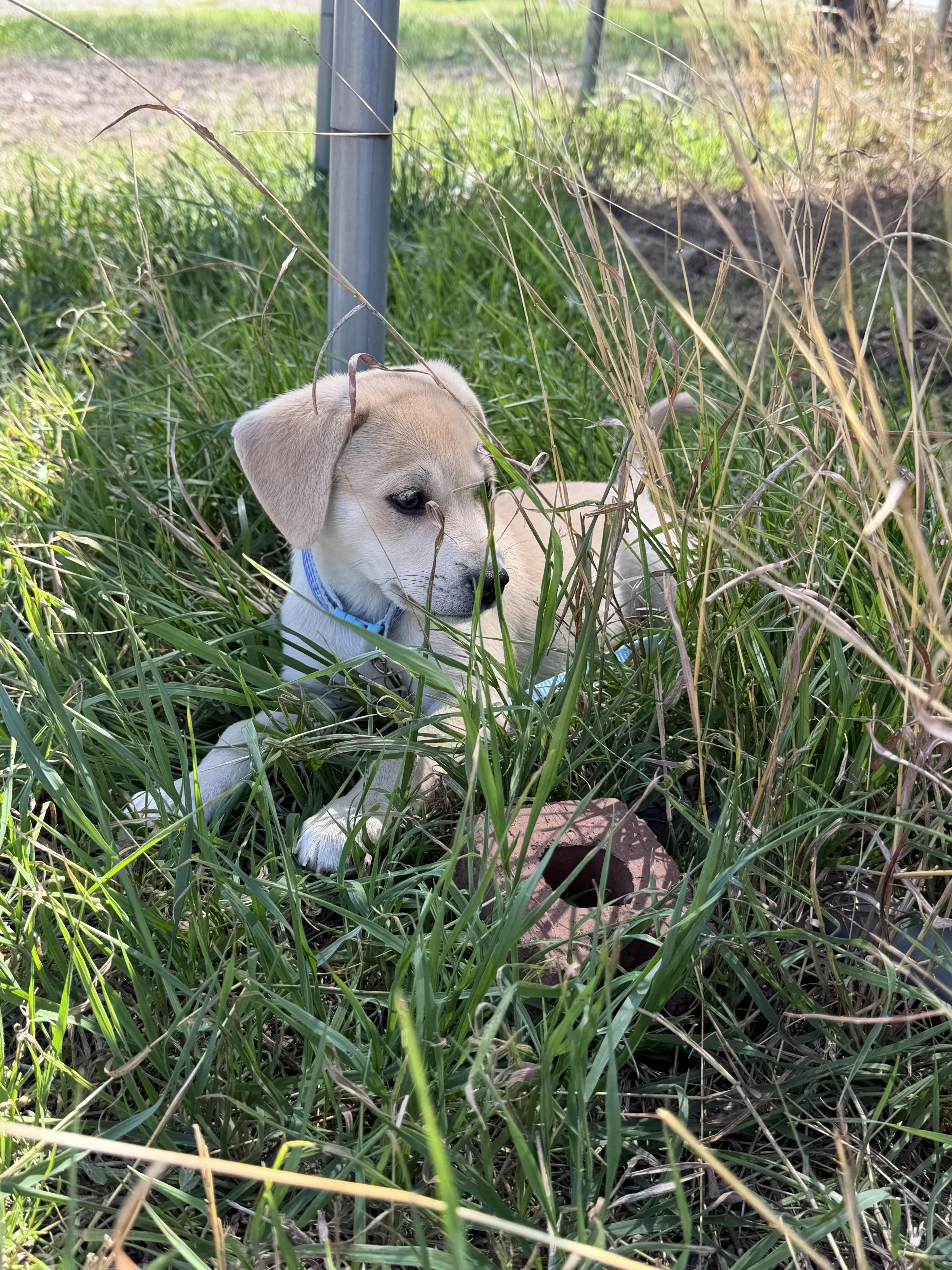 Enlarge Benny, an adopted mixed breed in Austin , TX image 5/6