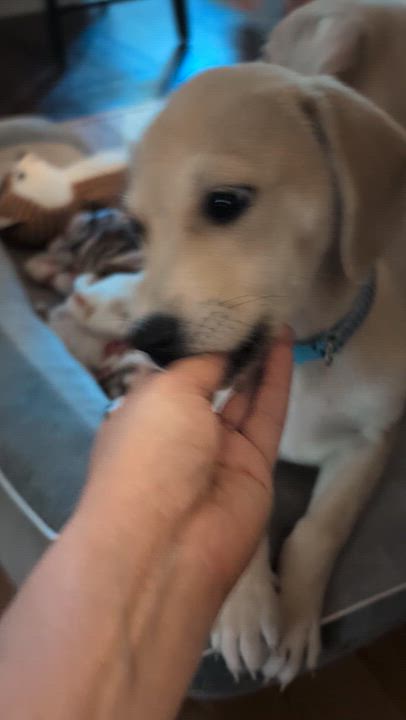 Enlarge Benny, an adopted mixed breed in Austin , TX video 2/6