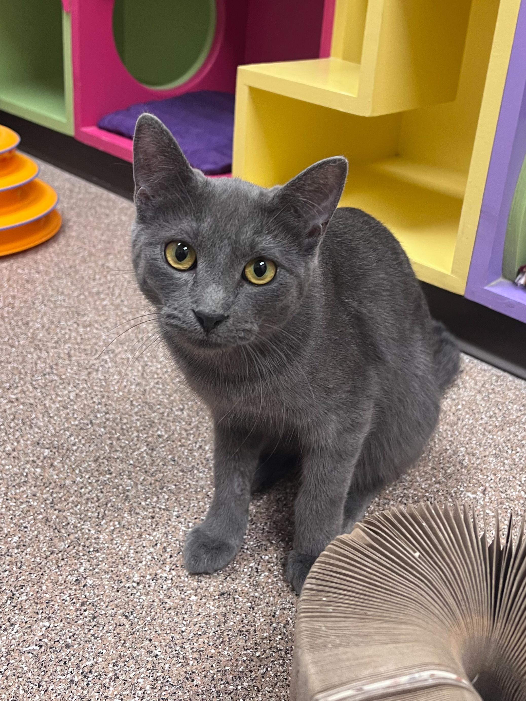 Alden, adopted, Adult Male Domestic Short Hair.