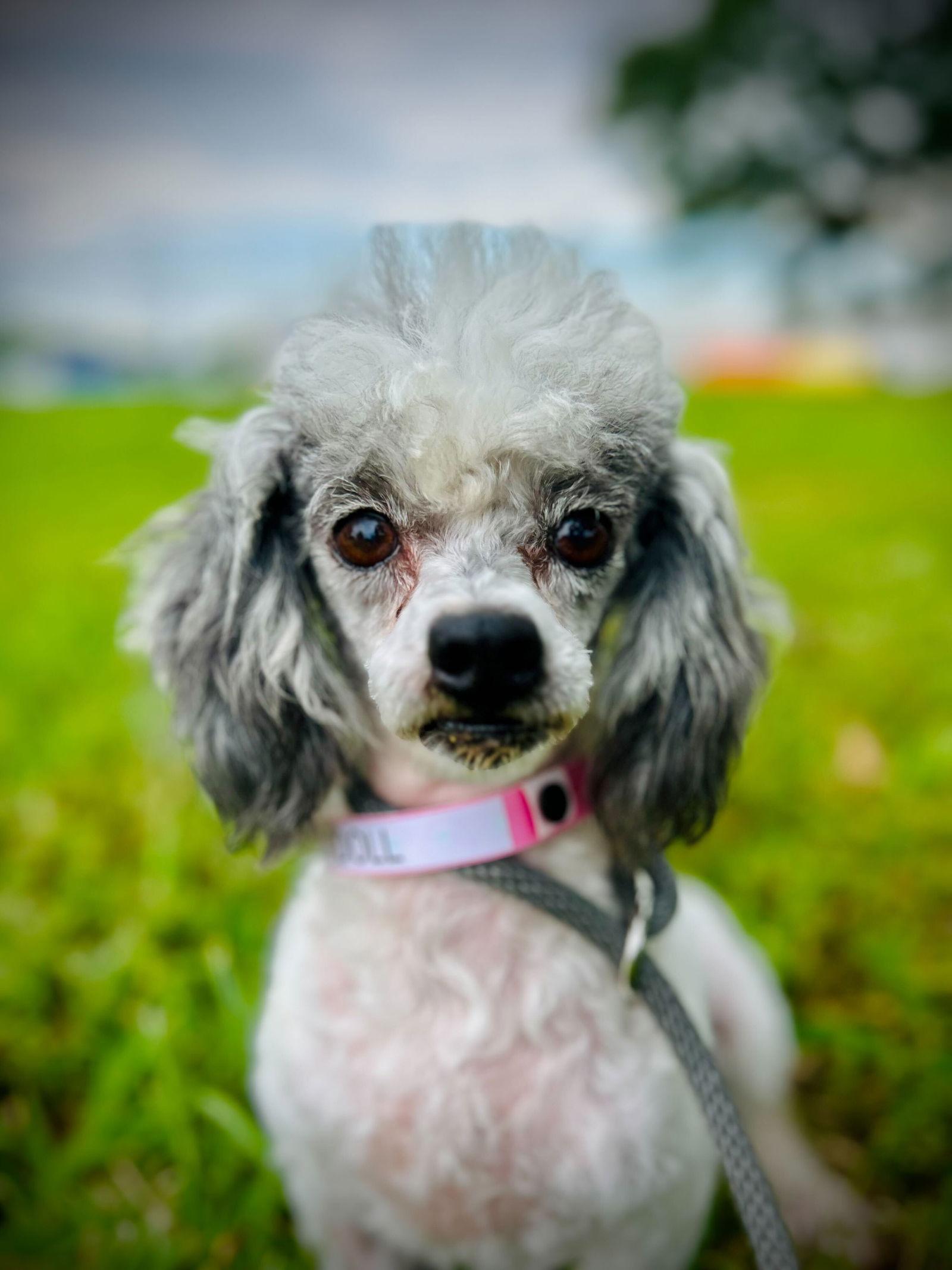 Baby Doll Sep 25, Adoptable, Adult Female Poodle.