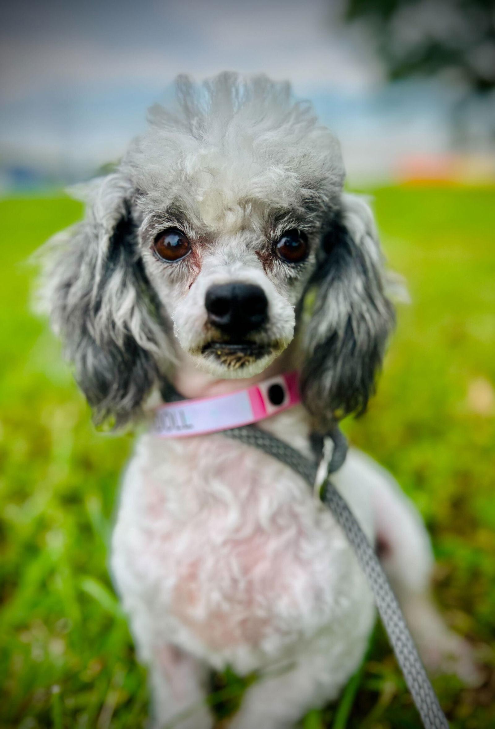 Baby Doll Sep 25, a Adoptable Poodle in Pacolet, SC image 1/3