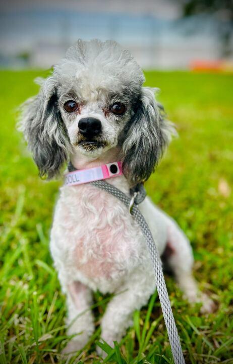 Baby Doll Sep 25, a Adoptable Poodle in Pacolet, SC image 3/3
