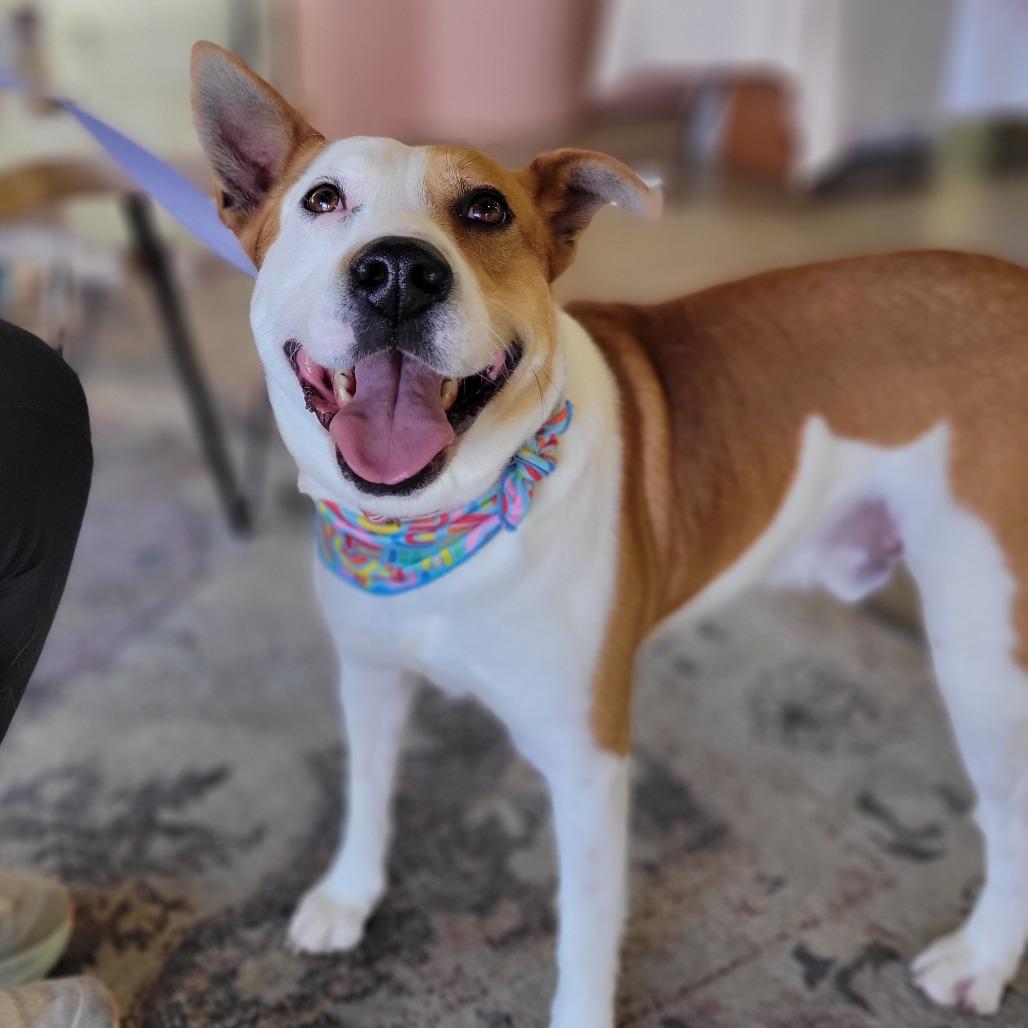 Jonah, Adoptable, Adult Male Cattle Dog & Terrier.