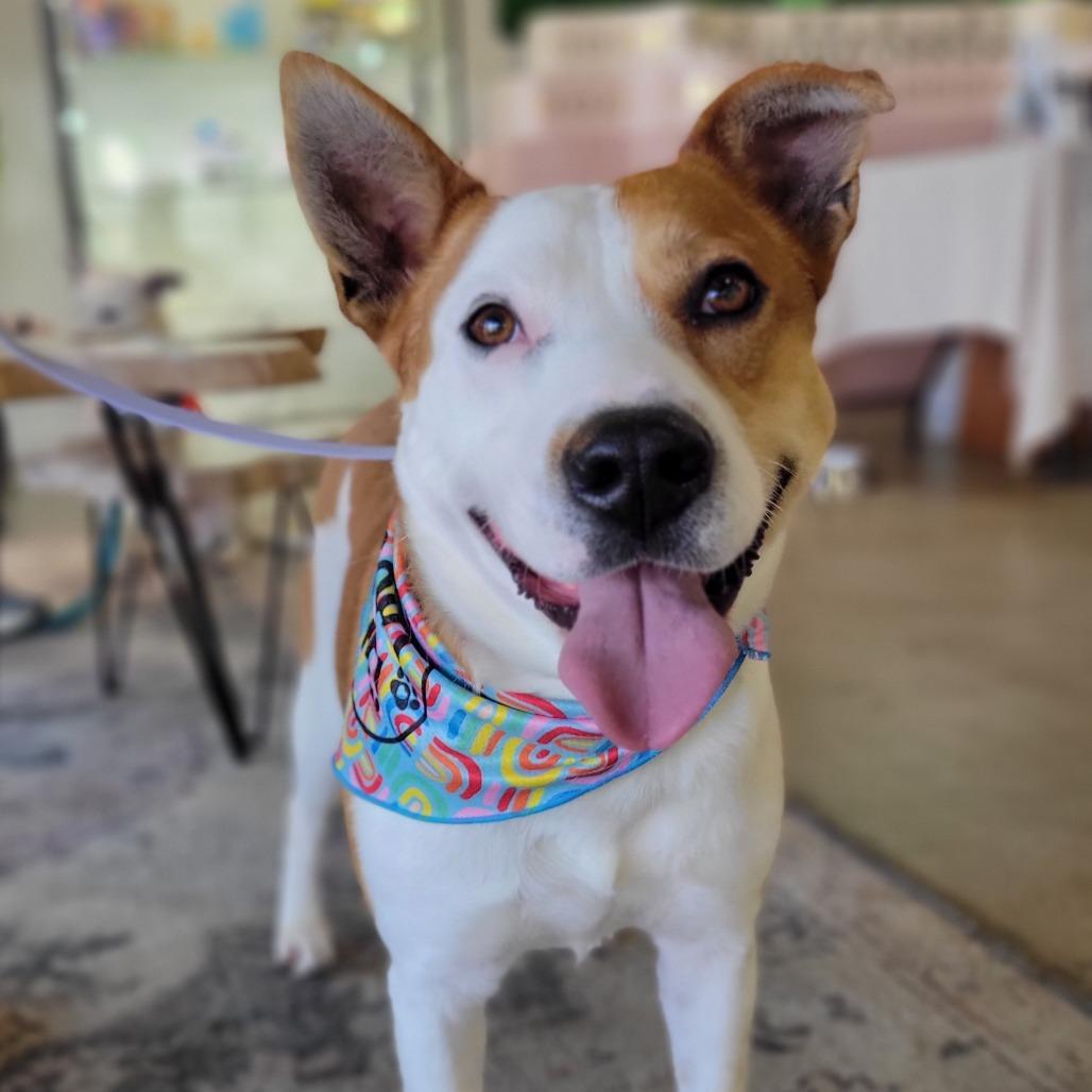 Enlarge Jonah, a Adoptable mixed breed in Abilene, TX image 2/6