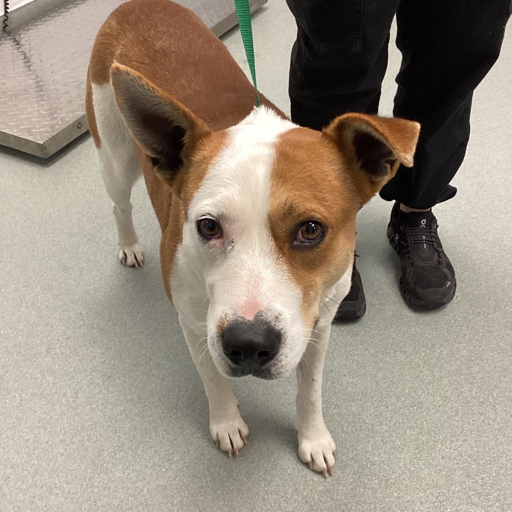 Jonah, Adoptable, Adult Male Cattle Dog & Terrier.