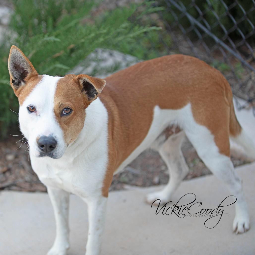 Enlarge Jonah, a Adoptable mixed breed in Abilene, TX image 2/3
