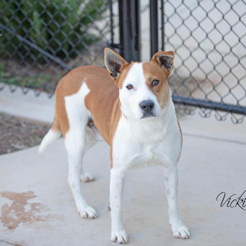 Enlarge Jonah, a Adoptable mixed breed in Abilene, TX image 3/3