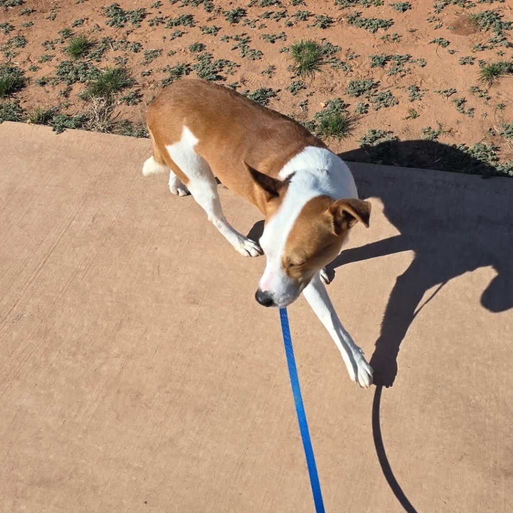 Enlarge Jonah, a Adoptable mixed breed in Abilene, TX image 6/6