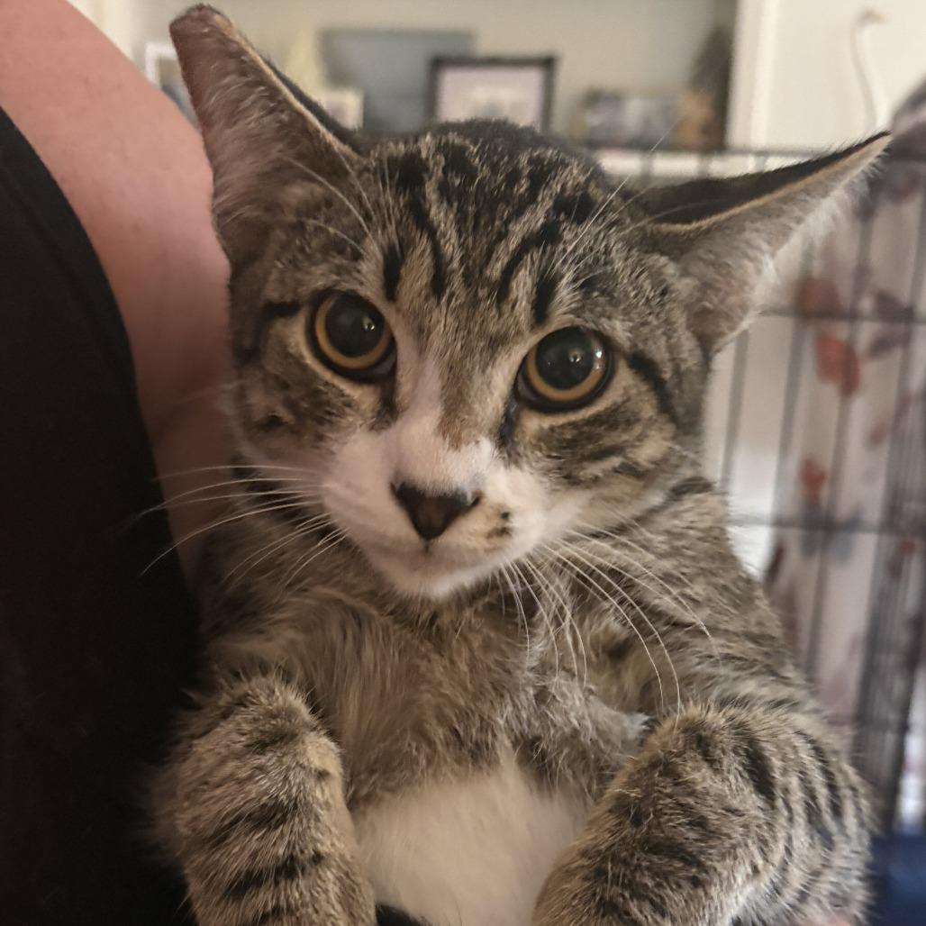 William, Adoptable, Young Male Domestic Short Hair.