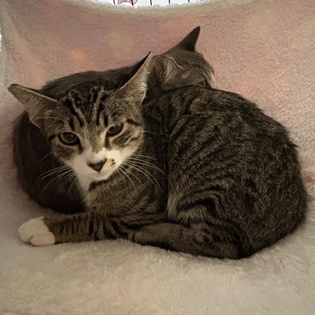 Enlarge William, a Adoptable Domestic Short Hair in Ventura, CA image 2/3
