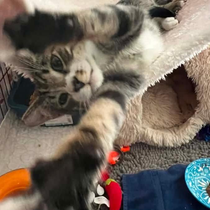 Enlarge William, a Adoptable Domestic Short Hair in Ventura, CA image 3/3