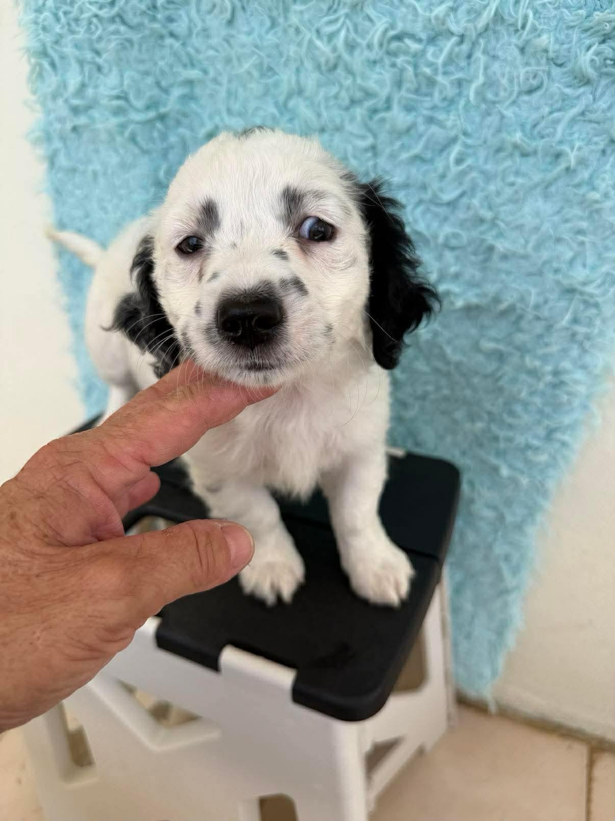 Enlarge Halloway, an adopted mixed breed in Carmel, NY image 2/5