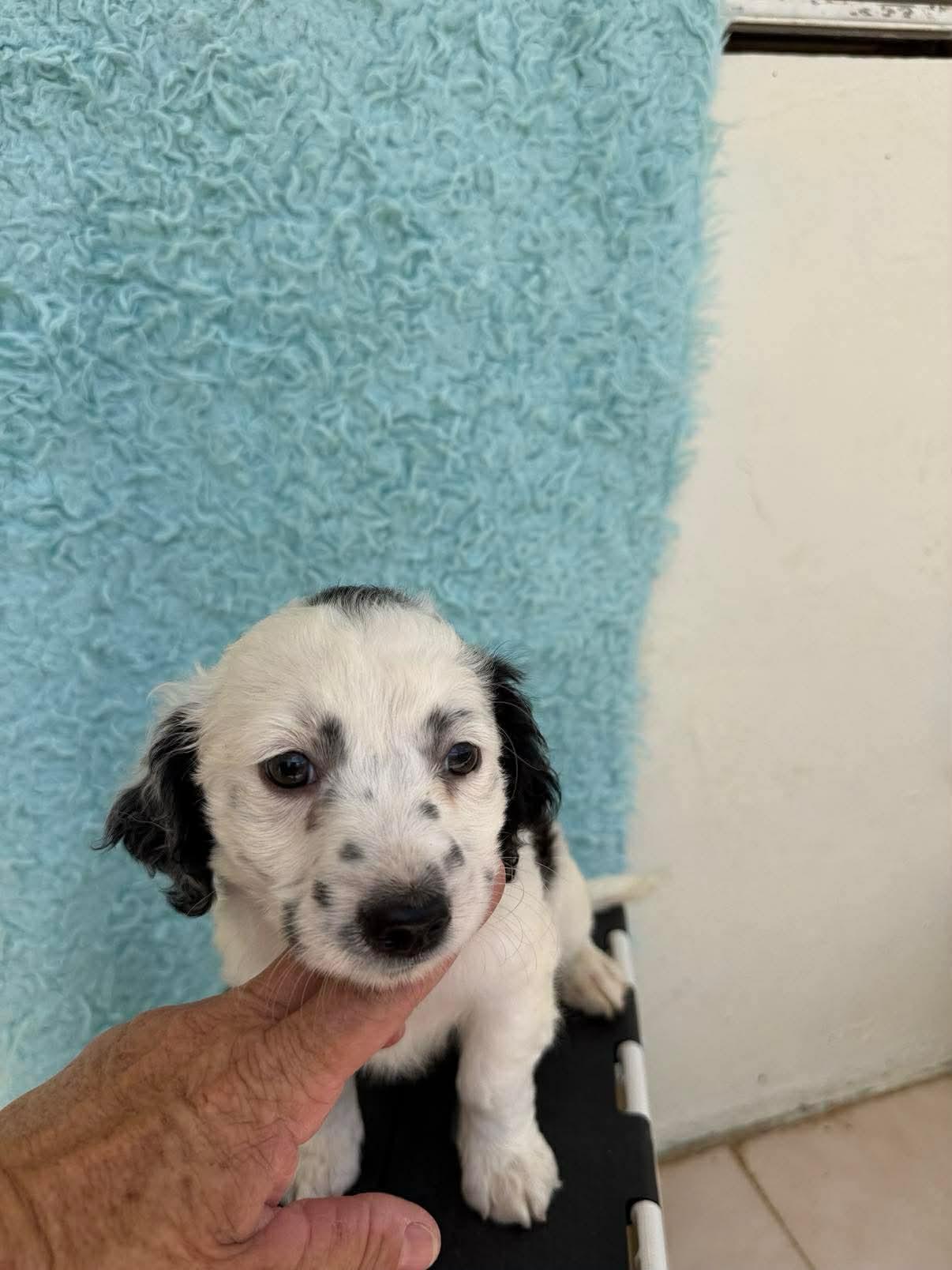Enlarge Halloway, an adopted mixed breed in Carmel, NY image 5/5