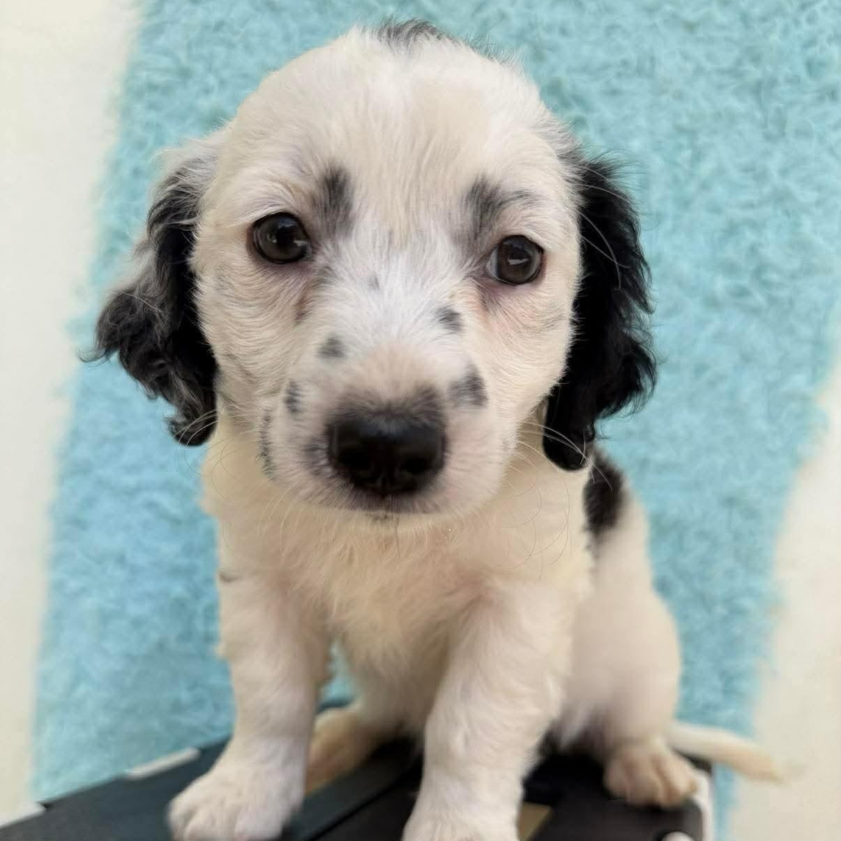 Enlarge Halloway, an adopted mixed breed in Carmel, NY image 1/5