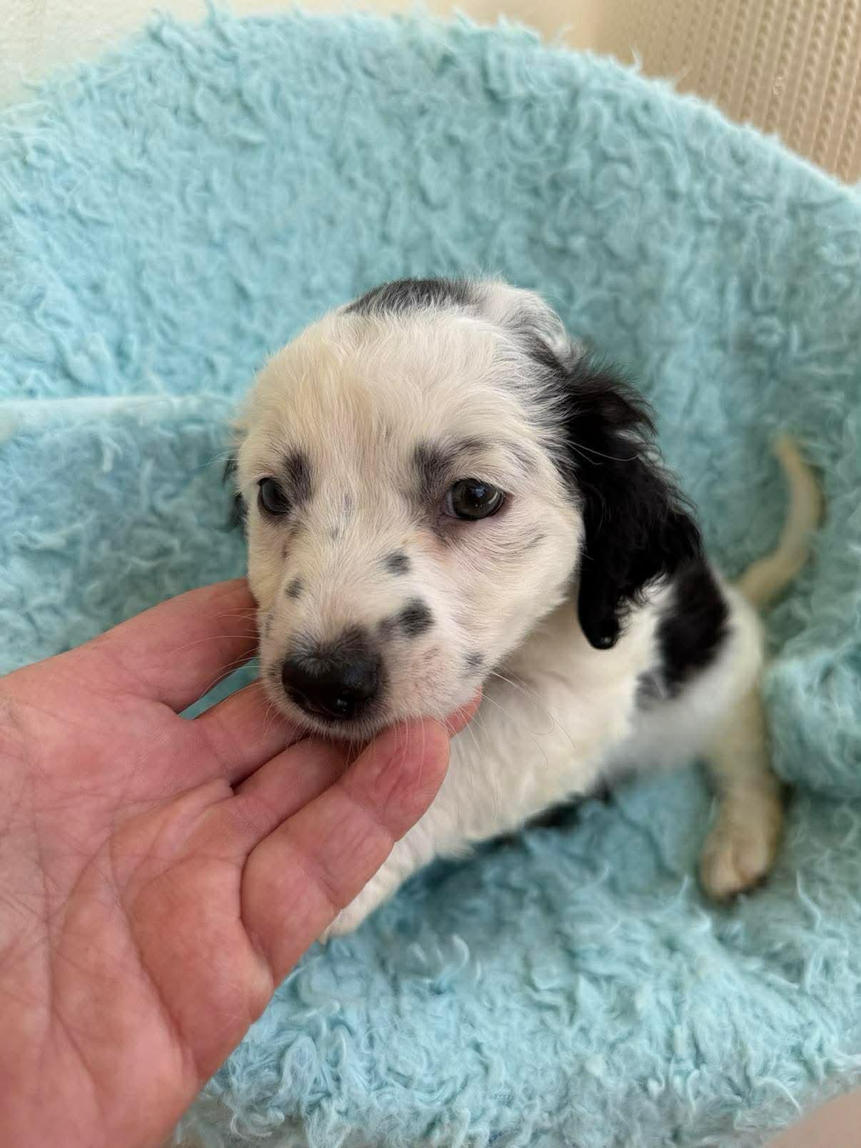 Enlarge Halloway, an adopted mixed breed in Carmel, NY image 3/5