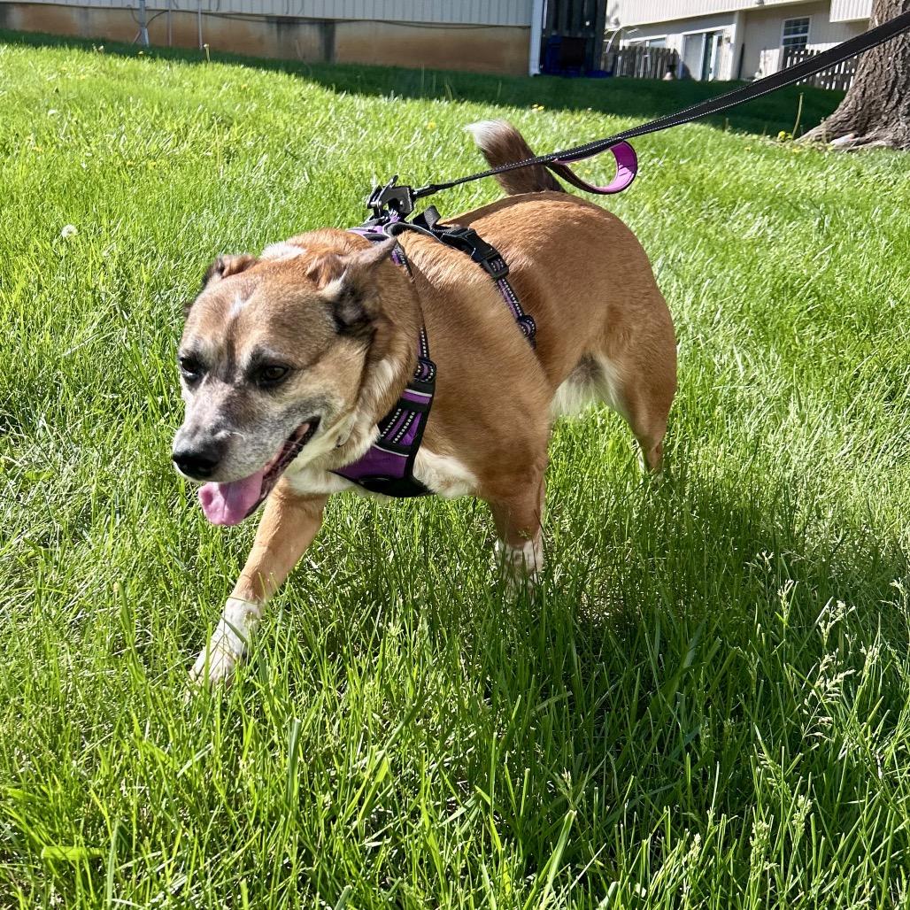 Enlarge Alice, a Adoptable mixed breed in Peculiar, MO image 1/6