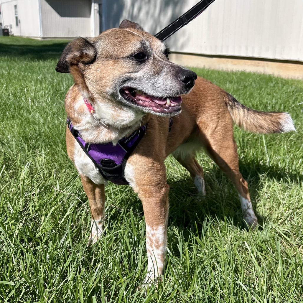 Enlarge Alice, a Adoptable mixed breed in Peculiar, MO image 3/6