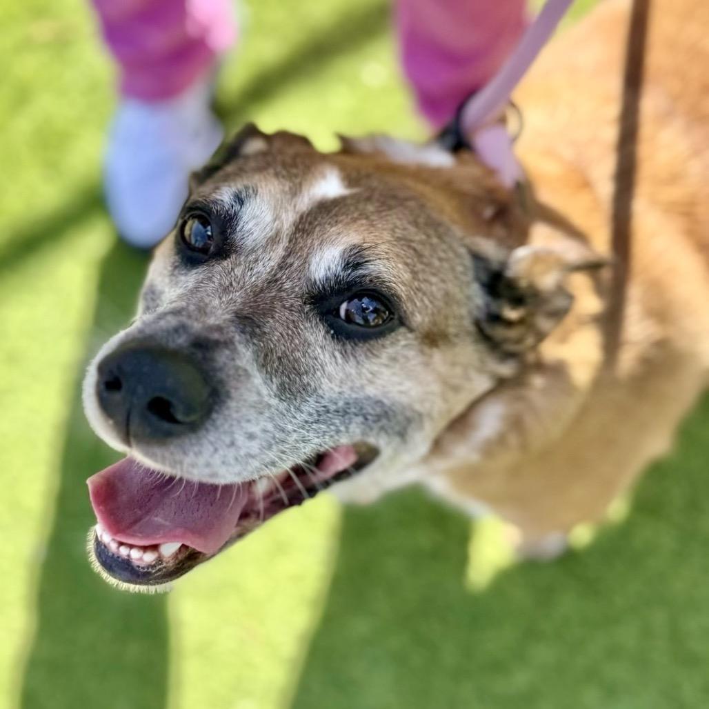 Enlarge Alice, a Adoptable mixed breed in Peculiar, MO image 4/6