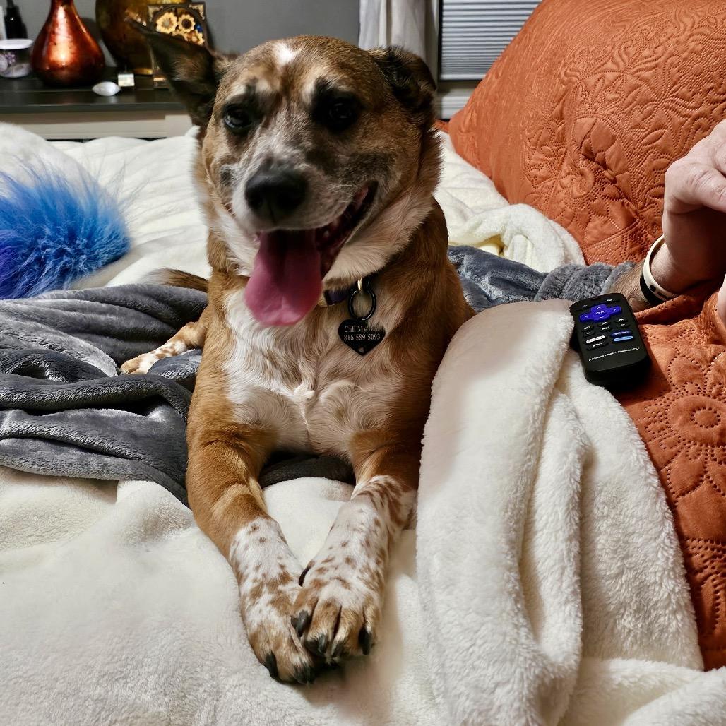 Enlarge Alice, a Adoptable mixed breed in Peculiar, MO image 5/6