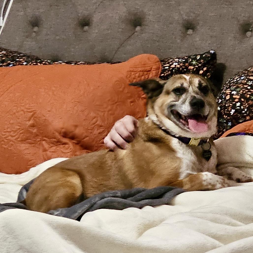 Enlarge Alice, a Adoptable mixed breed in Peculiar, MO image 6/6