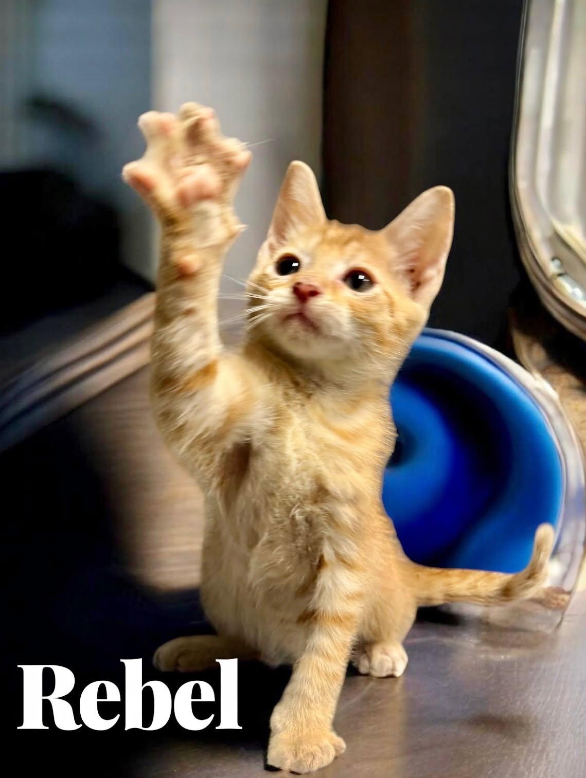 Rebel, Adoptable, Kitten Male Domestic Short Hair.