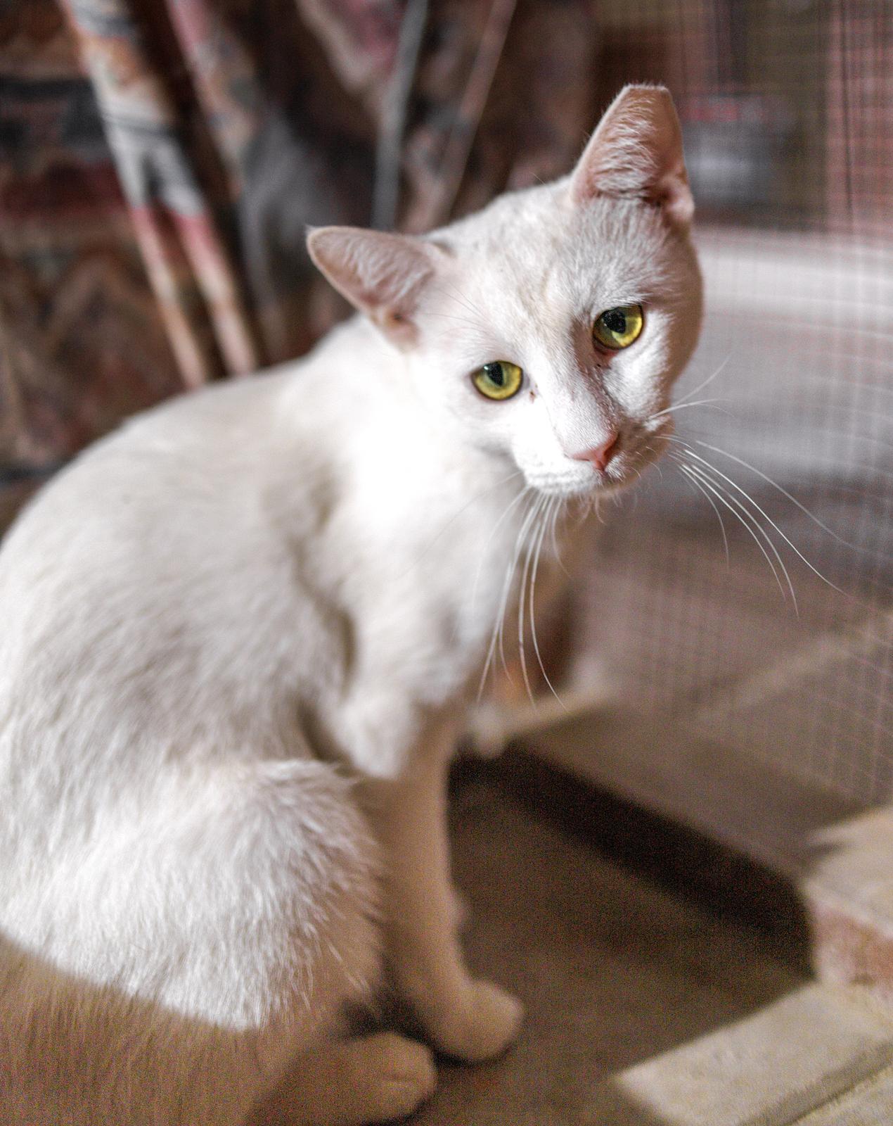 Sonic, a ADOPTABLE Domestic Short Hair in Marana, AZ image 2/2